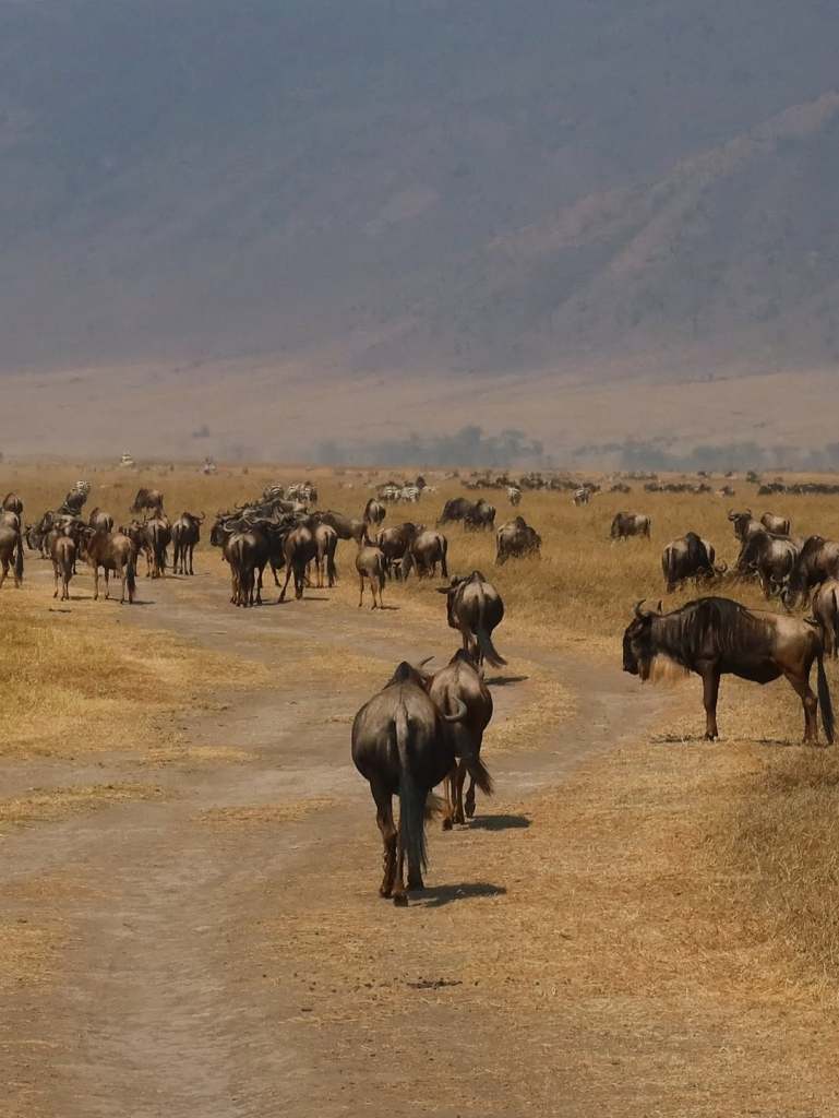 SnapInsta.to_559296979_18526081657011959_6384248894664610887_n